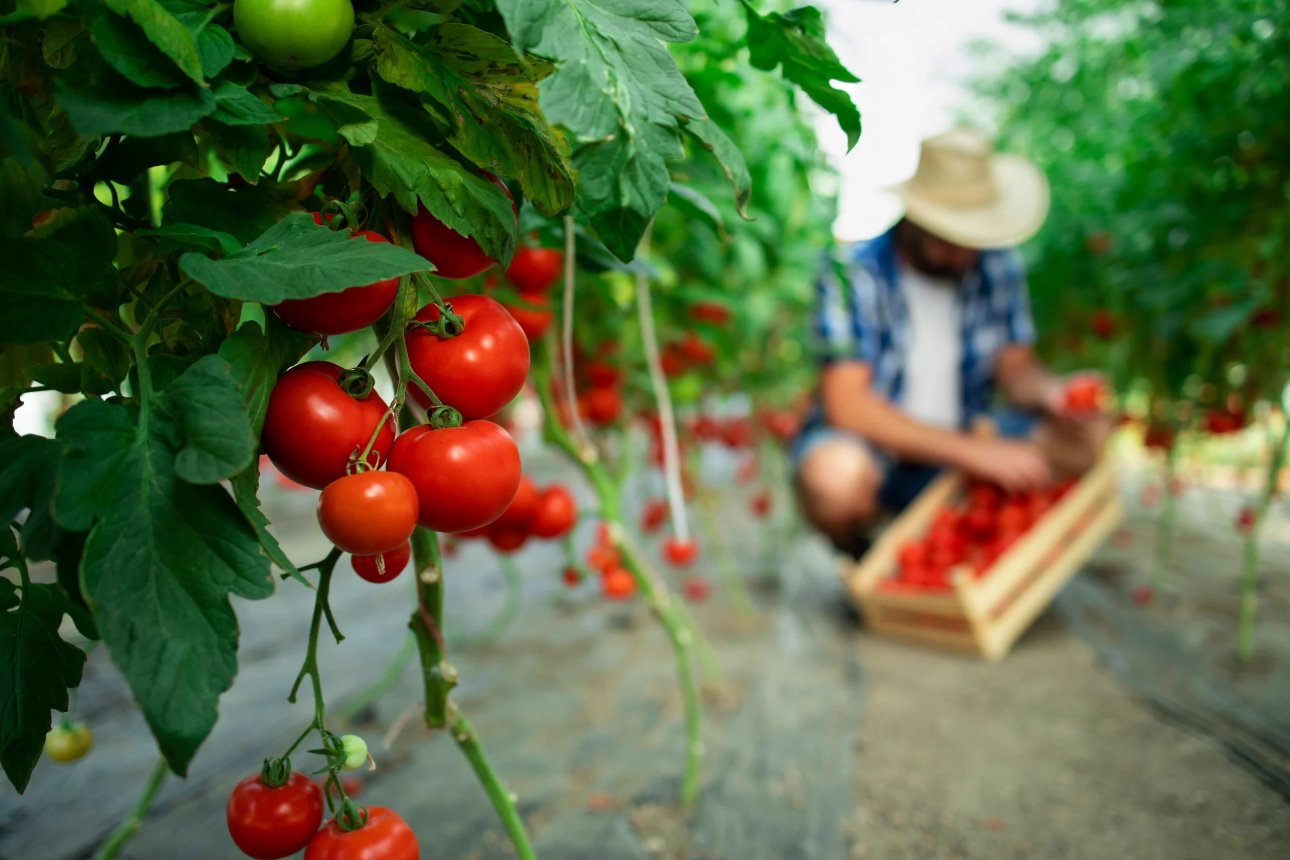 ¿cómo Cultivar tomates en el jardín?