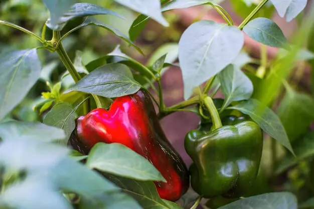 asesoramiento agrícola