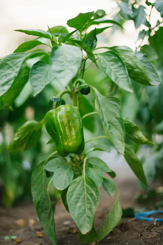 pimiento-verde-huertotecnico