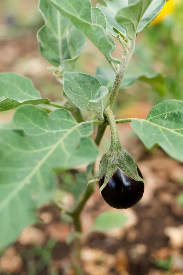 berenjena-cultivada-huertotecnico