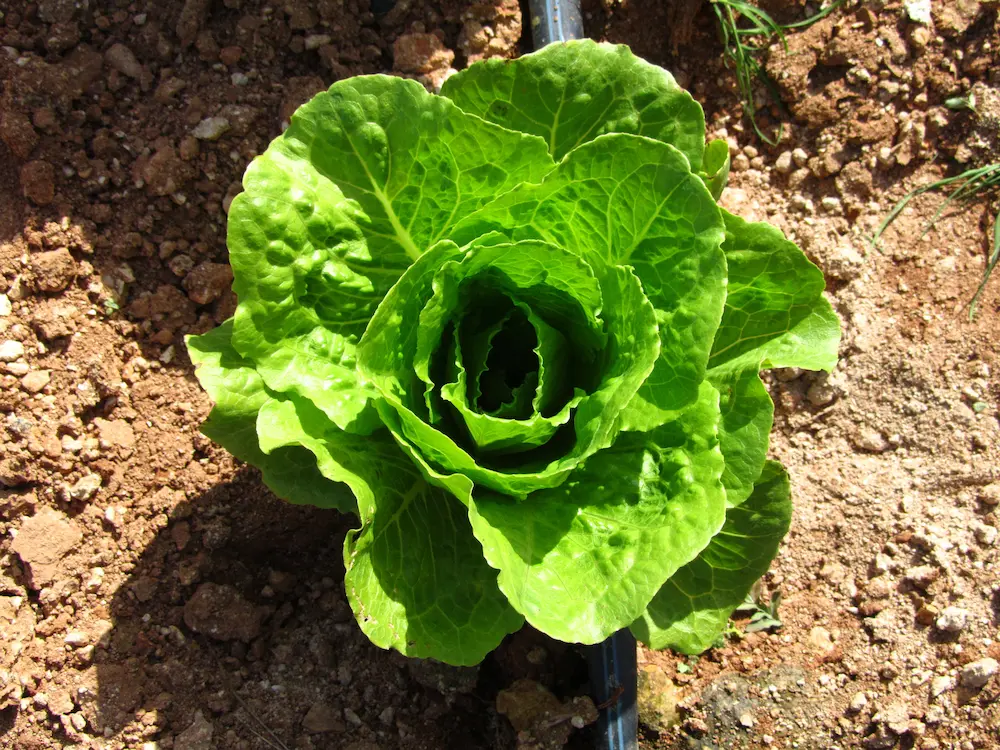 Planta de lechuga con hojas verdes frescas-Huertotecnico