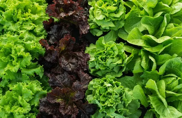 Diferentes variedades de lechuga-huertotecnico