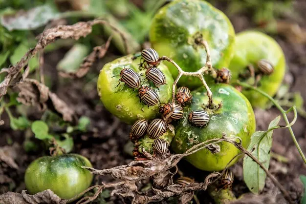 control de plagas de escarabajos en plantas asesoramiento agrícola