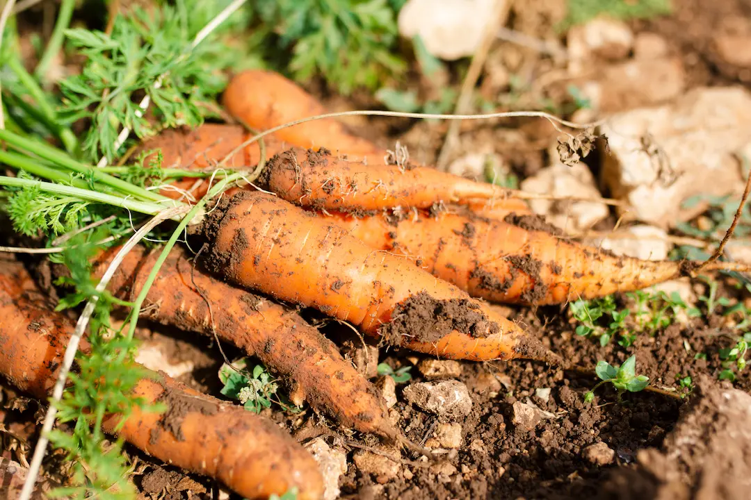 Zanahorias frescas en el huerto-huertotecnico