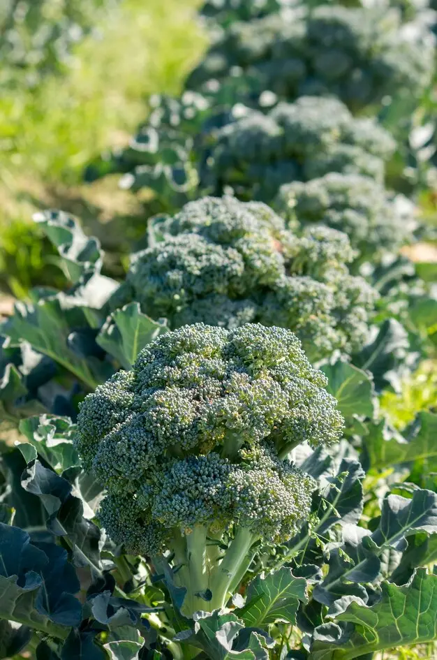Brocoli