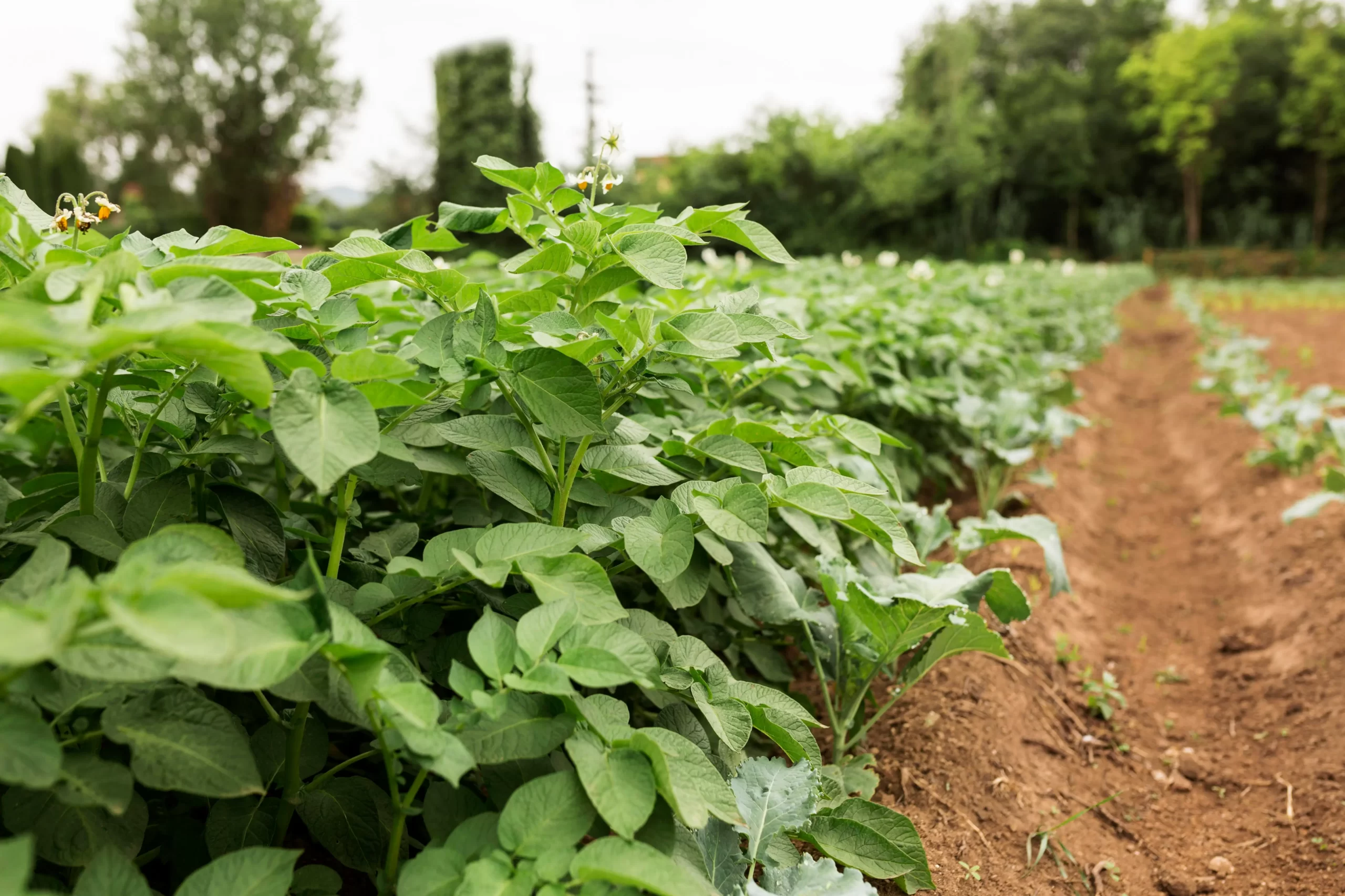 Cultivo de la patata