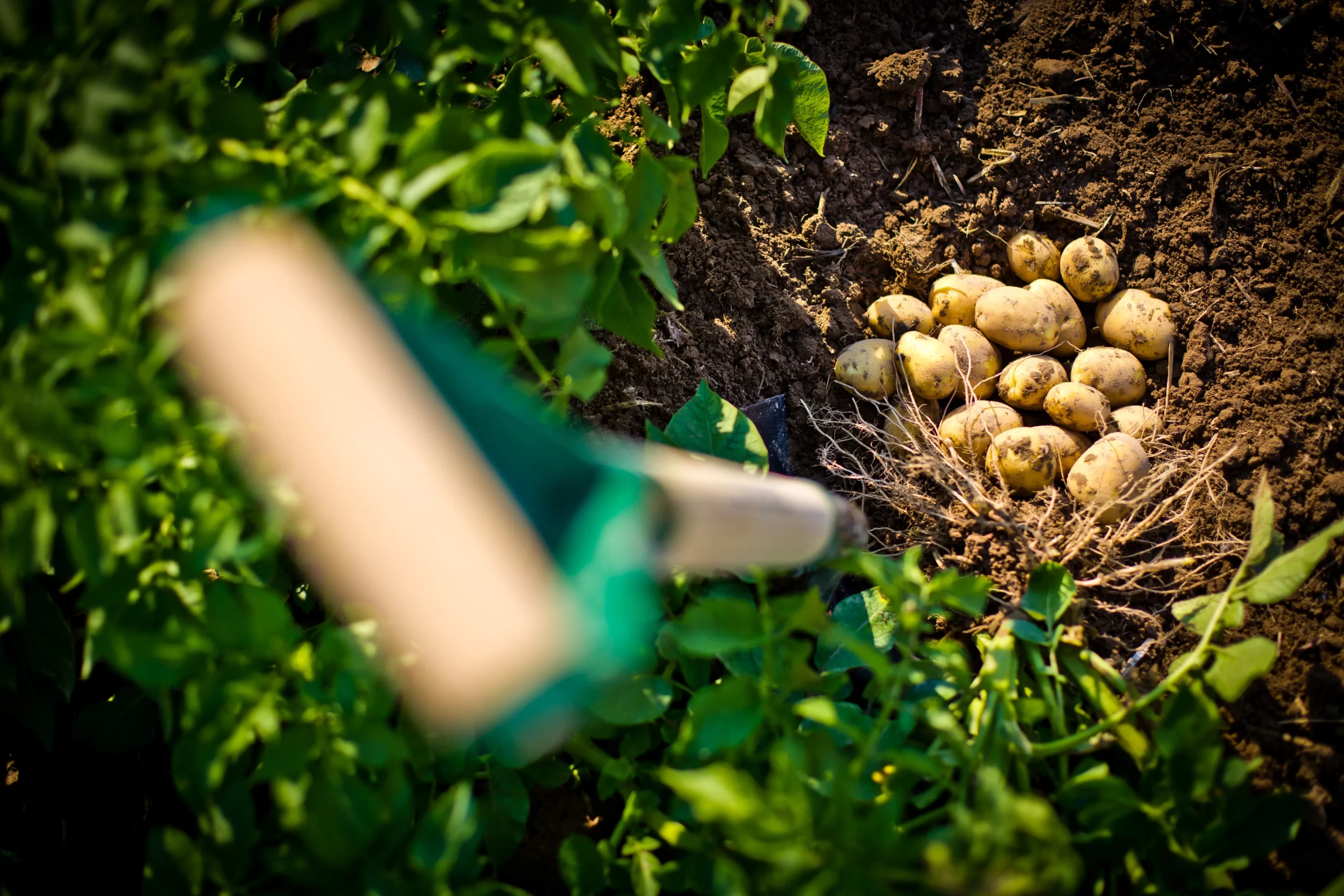 El cultivo de la patata 