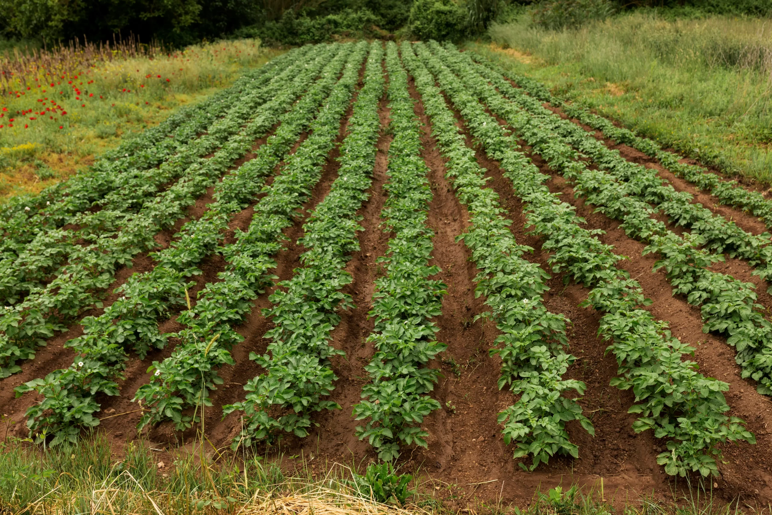El cultivo de la patata 