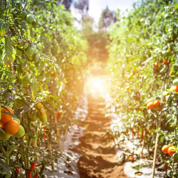 separación entre plantas de tomates