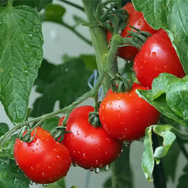 elegir el mejor tomate
