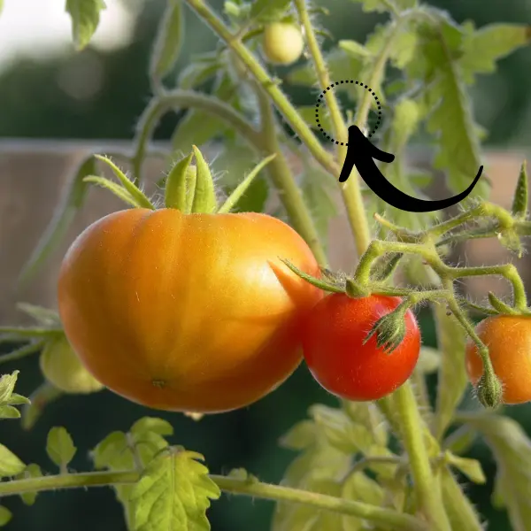 ¿Qué son los chupones de los tomates?<br />
