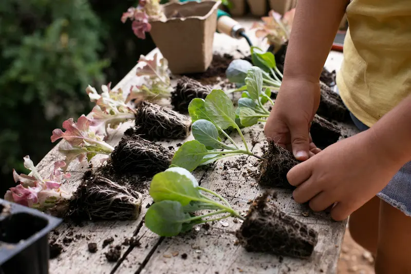 Creación de un Huerto Ecológico: Una Guía por un Experimentado Ingeniero Agrícola