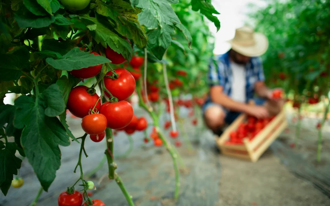 Cómo sembrar, plantar y cuidar tomates. Guía Completa para una Cosecha Abundante