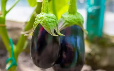 Todo lo que Necesitas Saber sobre el Cultivo de Berenjenas: Desde la Semilla hasta la Cosecha