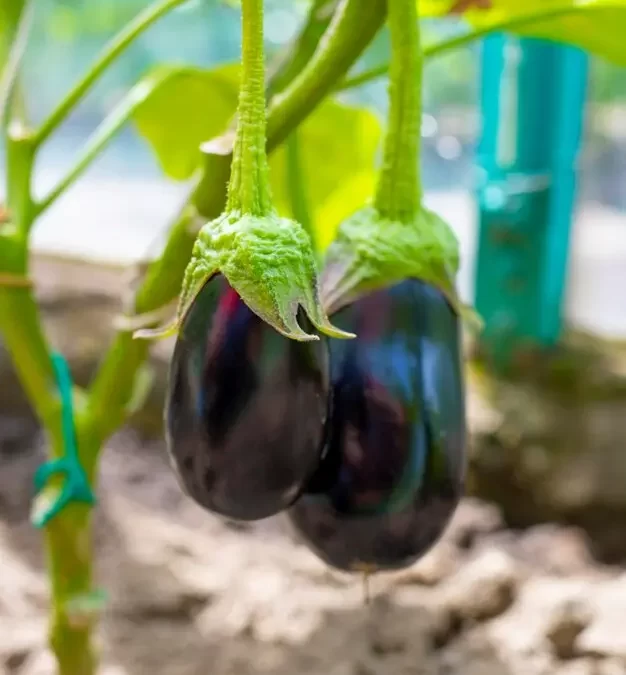 Todo lo que Necesitas Saber sobre el Cultivo de Berenjenas: Desde la Semilla hasta la Cosecha