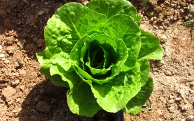 Cómo Cultivar Lechugas: Una Guía Completa para Cultivar Lechugas