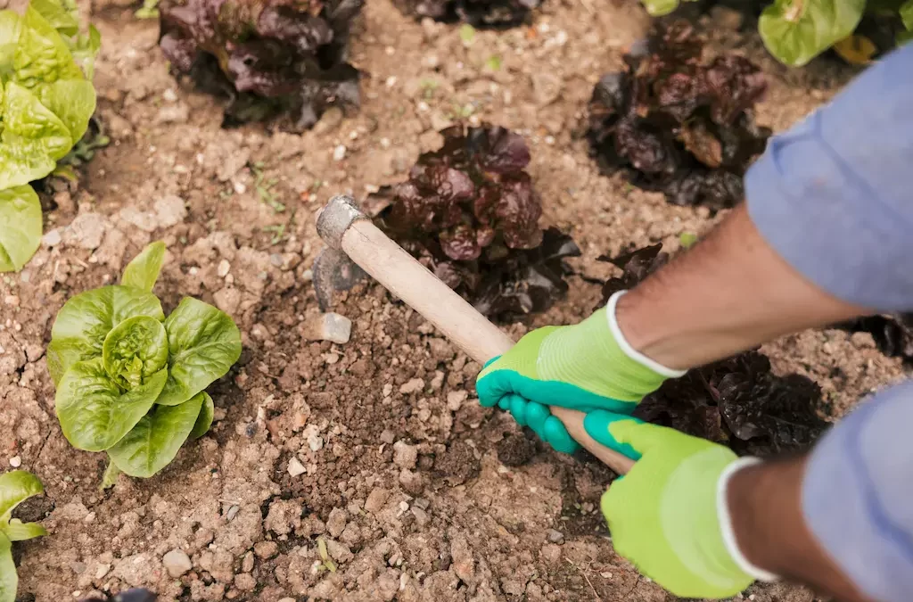 Cómo prevenir plagas en lechugas: Estrategias desde la Agricultura Técnica