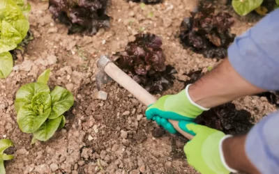 Cómo prevenir plagas en lechugas: Estrategias desde la Agricultura Técnica