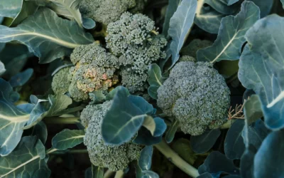 Cultivo de brócoli: consejos de luz y cuidado