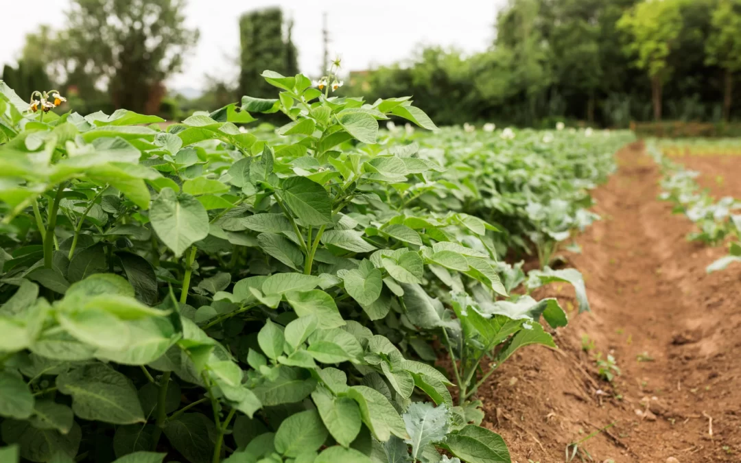 Cultivo de la patata: Guía completa de cultivo y cuidados en España